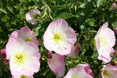 Oenothera speciosa
